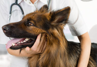 La Universidad de Matanzas asume la carrera de Medicina Veterinaria